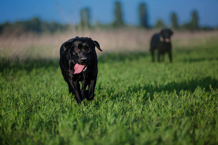 拉布拉多猎犬跑在田野上