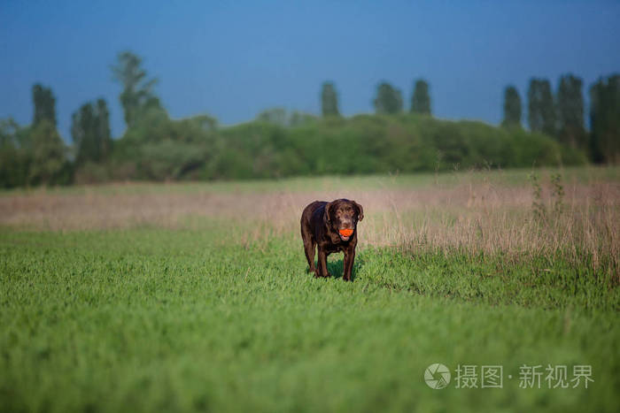 拉布拉多猎犬跑在田野上