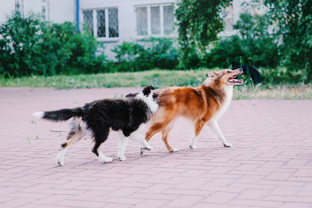 美丽的谢特兰牧羊犬肖像