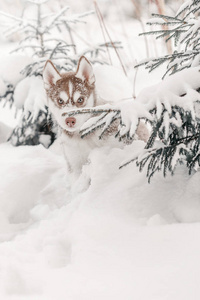 冬天森林里的哈士奇小狗