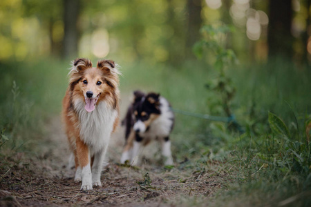 美丽的谢特兰牧羊犬肖像