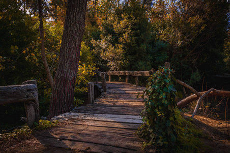 在深林的老木桥, 自然背景