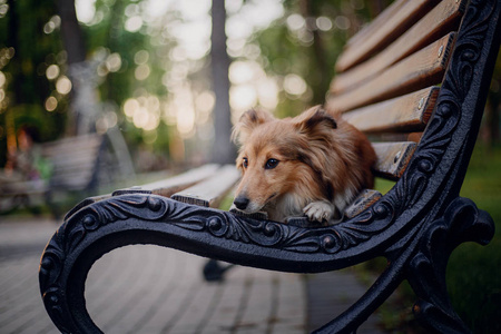 美丽的谢特兰牧羊犬肖像