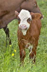 有牛背景的草地上的白色和棕色的小牛