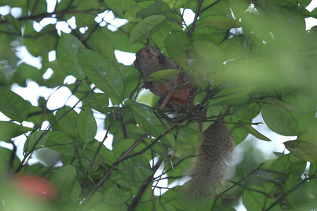 香港夏季树特写镜头中的松鼠