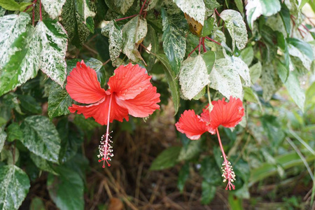 自然花园中的红槿花