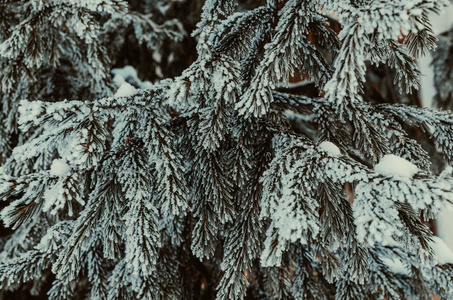 树枝蓝色云杉覆盖着雪和霜。冬天和大自然。