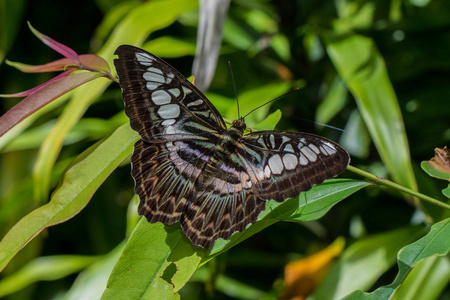 婆罗洲蝴蝶美丽蝴蝶的自然宏观形象适合壁纸的使用