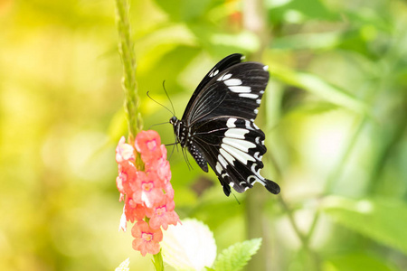 婆罗洲蝴蝶美丽蝴蝶的自然宏观形象适合壁纸的使用