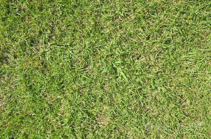 绿色草地纹理背景俯视图