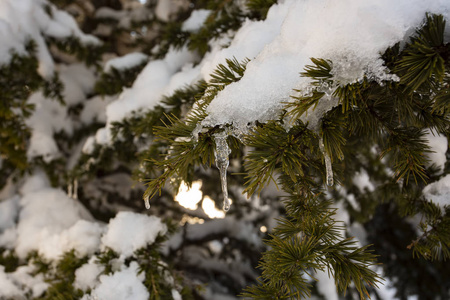 以雪为背景的冬树。 近点