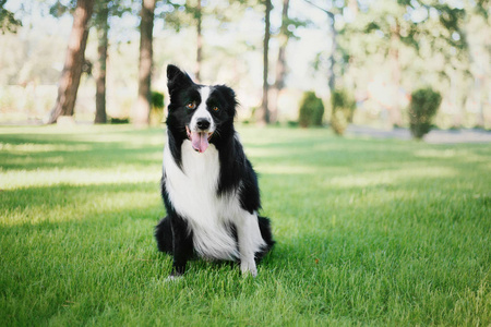 边境牧羊犬户外图片