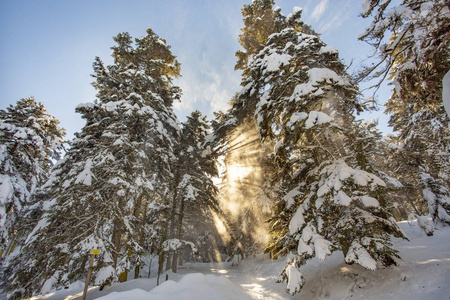 GolcukBolu火鸡冬季雪季自然景观