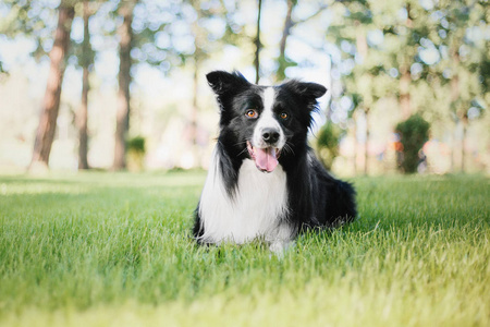 边境牧羊犬户外