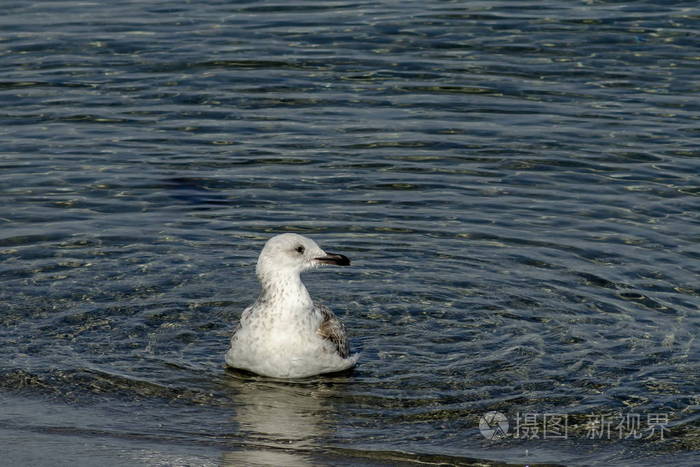白色银鸥或阿根廷人拉鲁斯在黑海游泳附近的小镇内塞巴尔，保加利亚，欧洲
