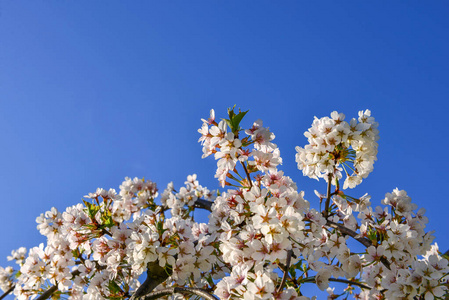 美丽的樱花在春天的时候越过蓝天。