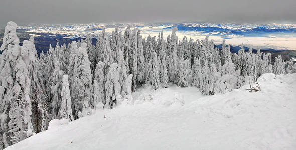 松林覆盖的雪在冬季季节，山景在波阿纳布拉索夫的滑雪坡，特兰西瓦尼亚，罗马尼亚