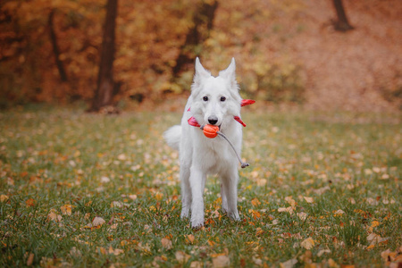 秋天的白色瑞士牧羊犬