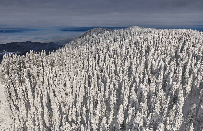 松林覆盖着积雪的冬季山景观在波亚纳布拉索夫的转阴