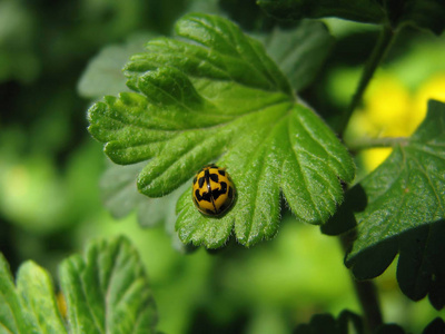 黄色瓢虫在其自然栖息地的花园中的绿叶上。 乌克兰的动物群。 浅层景深特写。