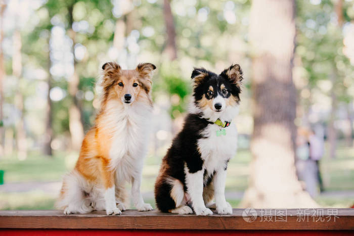 谢特犬图片