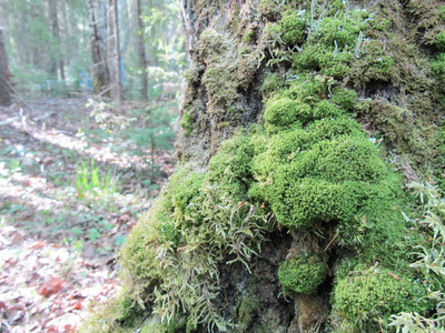 森林里一棵树上的苔藓。自然的背景, 太阳的光线