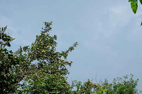 苹果成熟在树上。 阳光明媚的夏日。