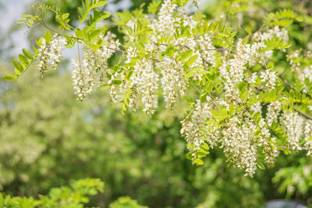 春天公园里绿树成荫的白相思花丛芬芳