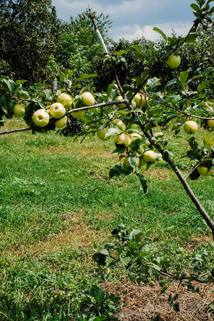 苹果成熟在树上阳光明媚的夏日