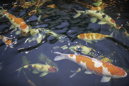 许多锦鲤鱼在池塘里游泳.照片