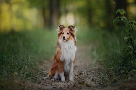 谢特犬图片