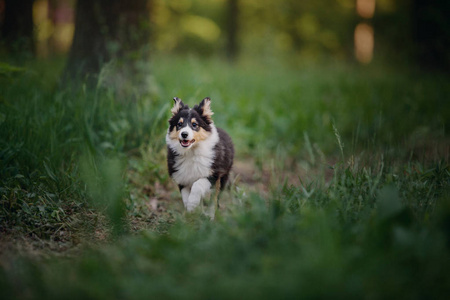 美丽的谢特兰牧羊犬肖像