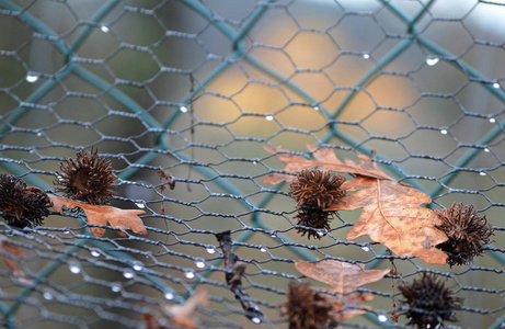枯叶落在栅栏的铁丝网上图片