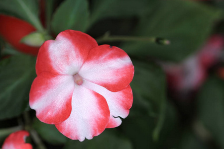 香港花园的花叶缤纷