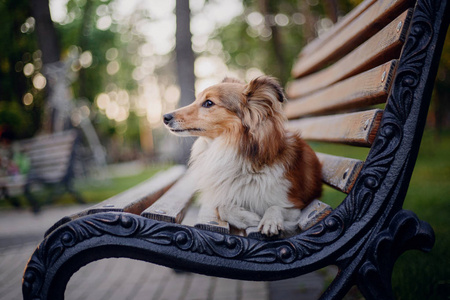 美丽的谢特兰牧羊犬肖像