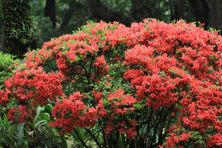 美丽的粉红色杜鹃花，2011年