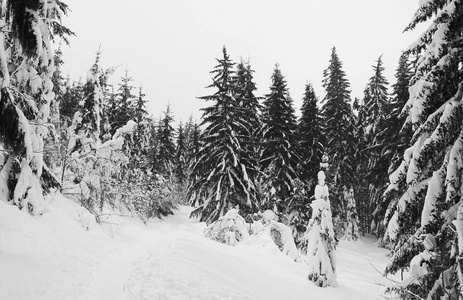 黑白照片捷克共和国，阴天冬天黑漆漆的山区，森林里覆盖着白雪