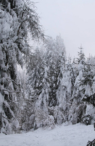 捷克共和国贝斯基迪山脉，多云多雾的冬日，森林中的树木被积雪覆盖