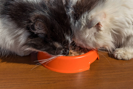 可爱的猫从木制地板上的橙色塑料碗里吃他们的食物