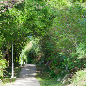 绿树隧道中的小路