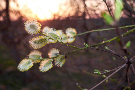 春天树柳絮图片