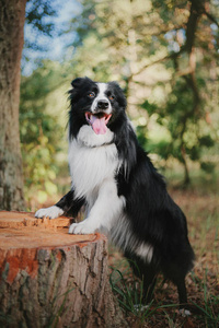 边境牧羊犬户外