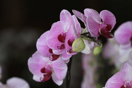 香港花园的花叶缤纷