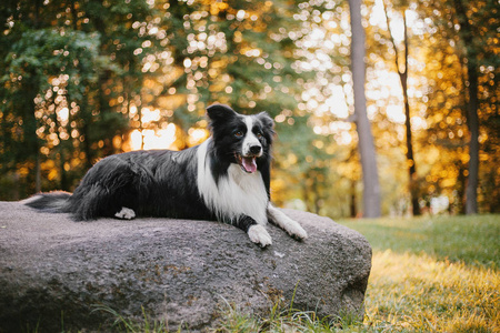 边境牧羊犬户外