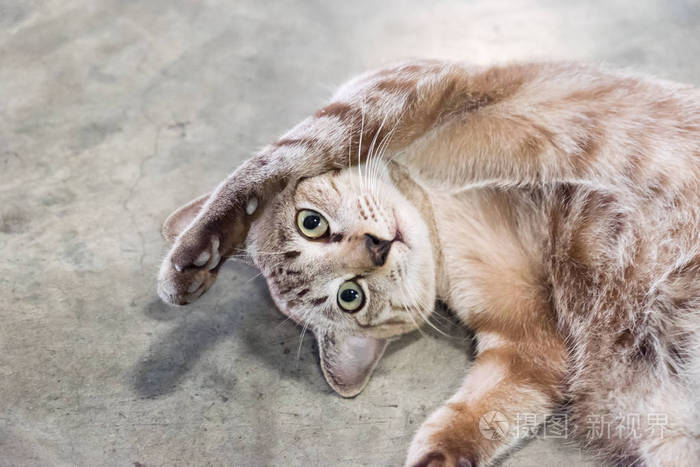 小猫灰溜溜地躺着jpg