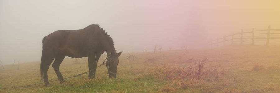 黑马在雾中, 在绿色的田野上吃草