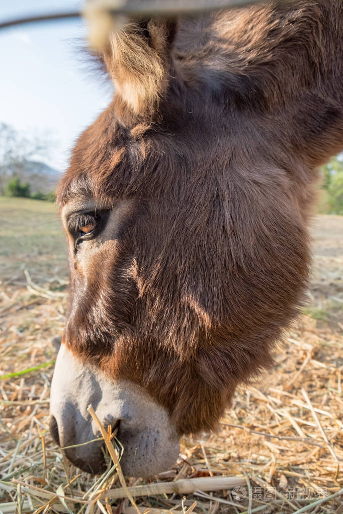 驴子矮棕色白鼻子吃草
