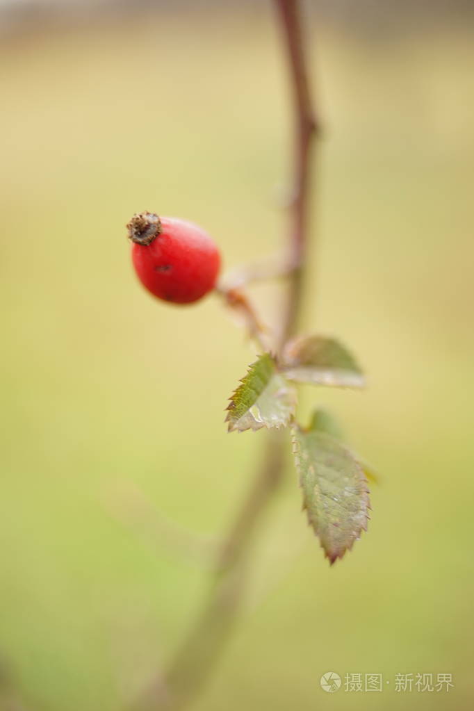 红色的玫瑰花生长在有绿叶的灌木上宏观镜头选择性聚焦