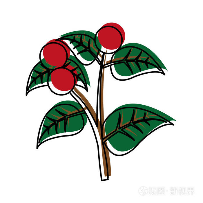 彩色咖啡树植物叶枝矢量插图