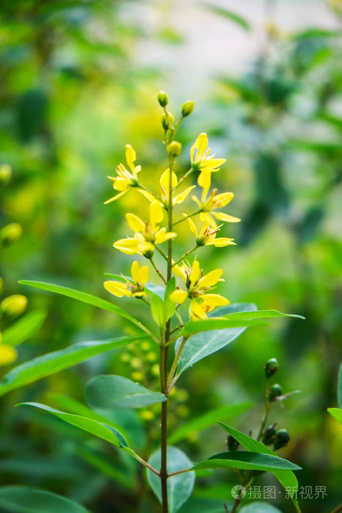 金花金花金花天然园